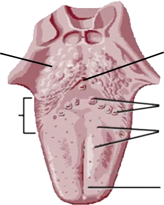 Diagrama de la lengua
